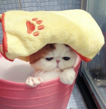 @AdorableBipolar toptumbles:  I have to take a bath? Okay 