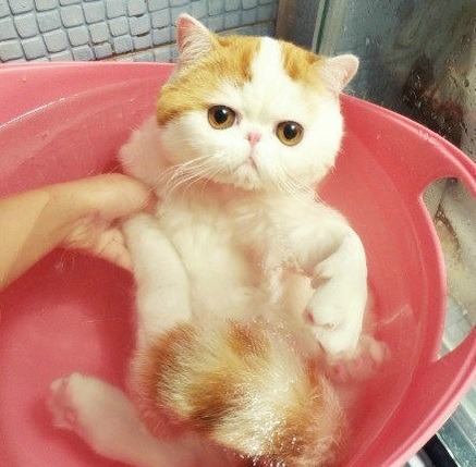 @AdorableBipolar toptumbles:  I have to take a bath? Okay 