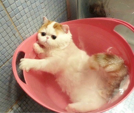 @AdorableBipolar toptumbles:  I have to take a bath? Okay 