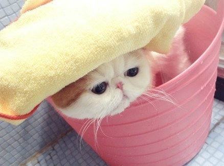 @AdorableBipolar toptumbles:  I have to take a bath? Okay 