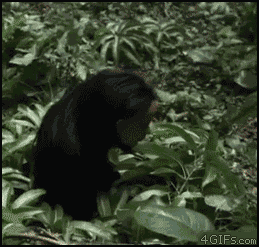 the-absolute-best-gifs:  Via/Follow The Absolute