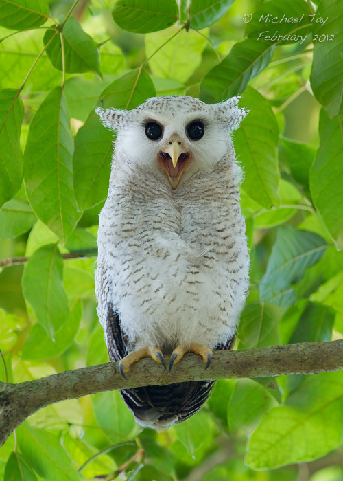 rooshoes:  barrymanilowswinternightmare:  hoot…  WOW BABY  owls are too crazy to be real
