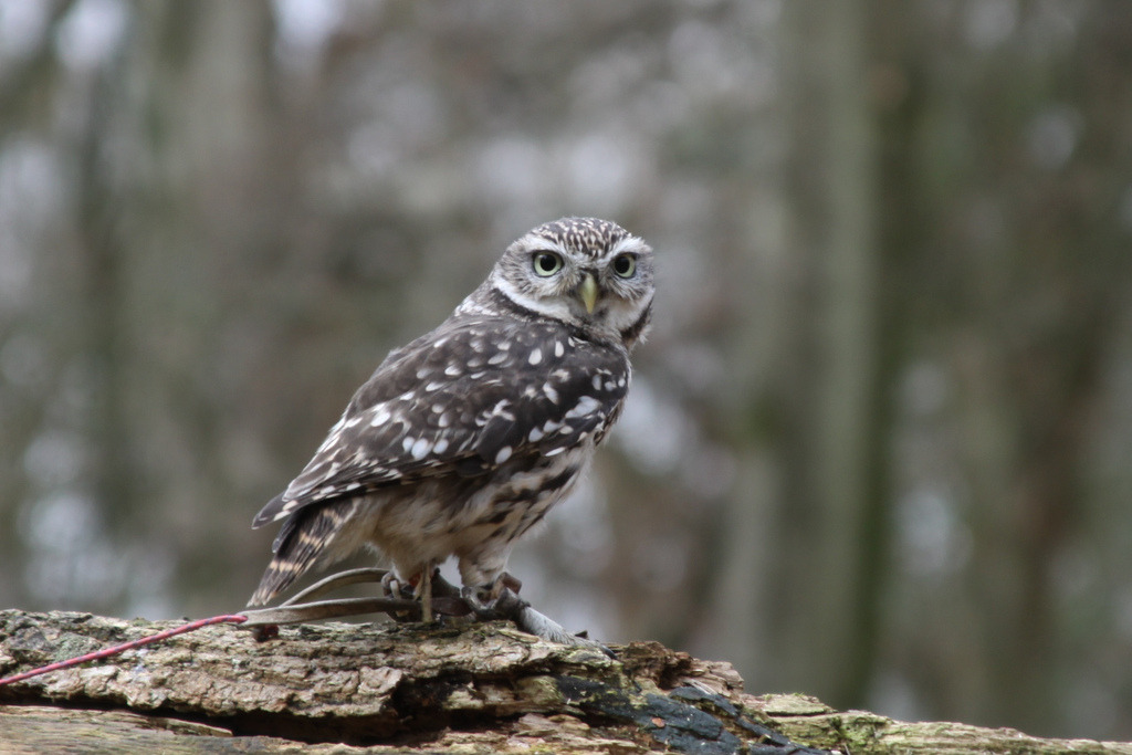 Owls Owls Owls