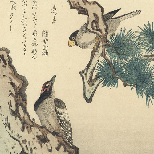 Kitagawa Utamaro (1753 – 1806)Some of his lesser-known but beautiful works on birds.