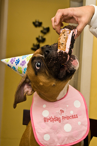 petsatbirthdays:  HAPPY BIRTHDAY, HOLLY!  I hope that&rsquo;s puppy-safe cake