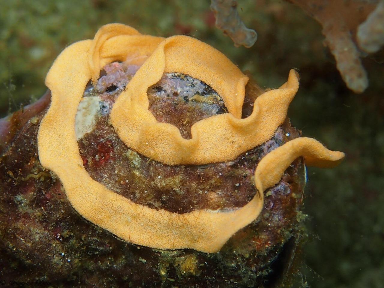 Nudibranch Eggs (possibly Hypselodoris sp.)
© MAAMB
After their freaky hermaphroditic mutual sperm swap, both nudibranchs lay seperate egg ribbons. In most cases these are laid directly on the species food source. The shape, colour and design is...