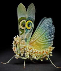 wnycradiolab:  One more mind-blowing insect photo from the fantastic Igor Siwanowicz: a flower praying mantis. 