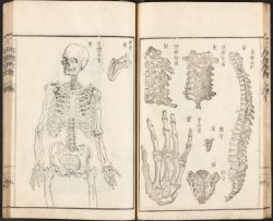 lostsplendor:  The Full Skeleton, Clavicle