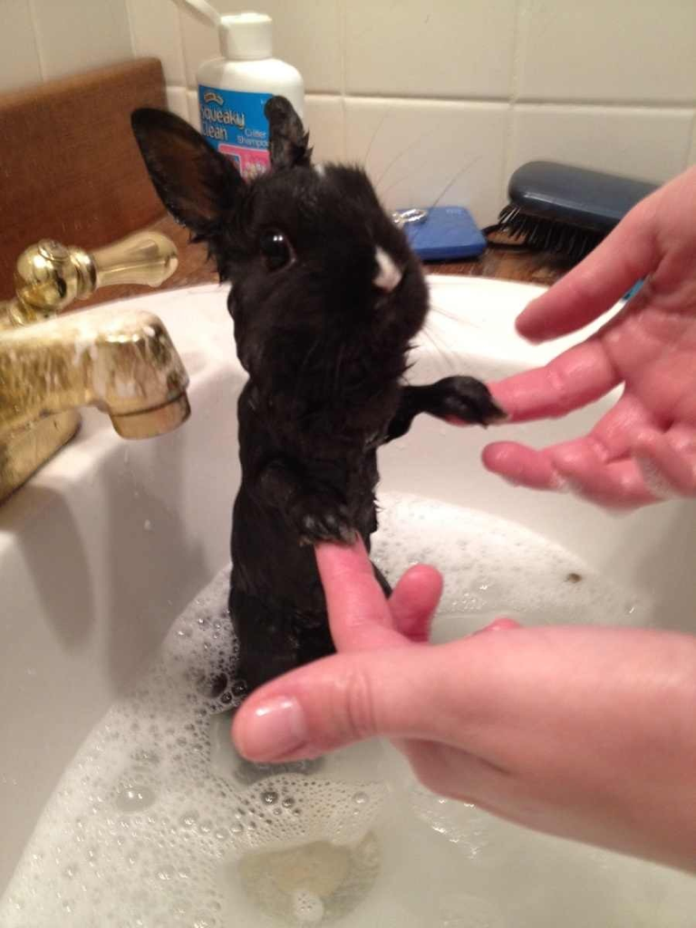 NOOOOOOO BATHS ARE BAD FOR BUNNIES!!! cause unless you blow dry them (which can scare