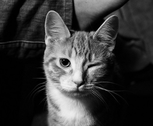 so-bad-bella-blog