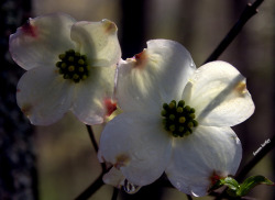 zhlw1:  Dogwood Bloom Reflection by Lou Harkey on Flickr.   //  // ]]>