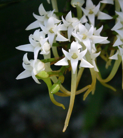 Cyrtorchis ringens, native across tropical Africa, where it can be found in submontane and riverine forests from 1000 to 1900 meters in elevation. This individual was photographed by Bart Wursten in situ in the woodlands of the Vumba mountains,...