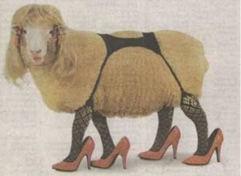 scrotumcoat