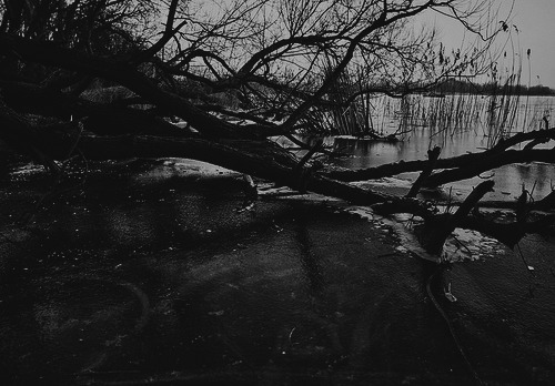 Stranger In A Strange Land