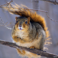 thefluffingtonpost:  Squirrel Fashion Tip: Use Your Tail for a Hat The latest trend among fashion forward squirrels?  Using your tail for a hat.  The trend, which was first introduced by avante garde designers on the runways of Milan last fall, is startin