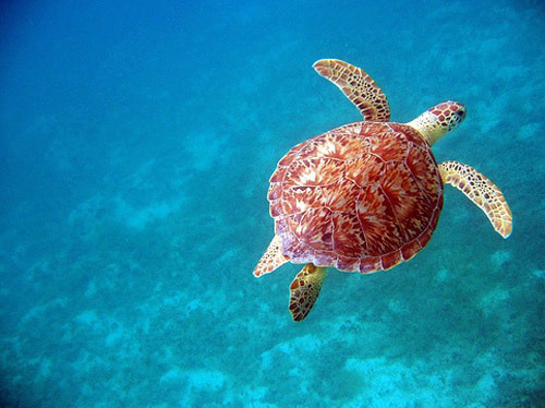 blue-w-a-t-e-r-s:  ☼ocean☼ 