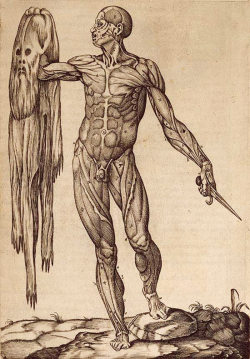 anatomydiagramnature:  ‘anatomia del corpo