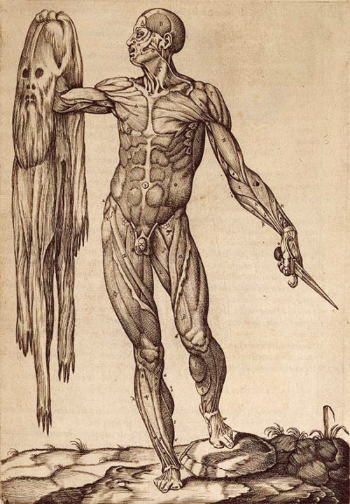 anatomydiagramnature:  ‘anatomia del corpo porn pictures