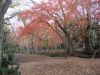 紅葉の京都 上賀茂神社