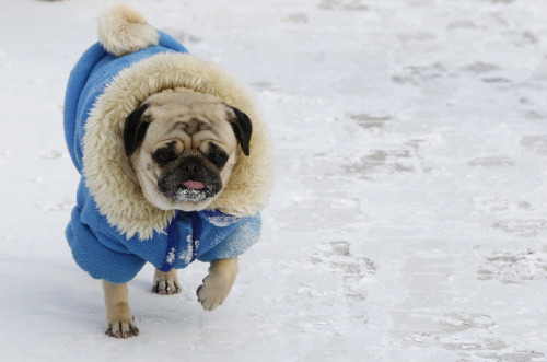 theatlantic:  Scenes From Europe’s Frozen Cities  A dog wrapped up against the cold walks on a snow sprinkled pavement in an air temperature around minus 18 degree Celsius (minus 4 Fahrenheit) in central Kiev, February 3, 2012. See more. [Image: Gleb