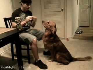 gioespinuevaa:  be my dog, please.  no, it&rsquo;s my dog!