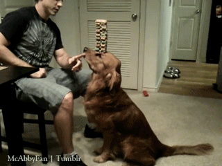 gioespinuevaa:  be my dog, please.  no, it&rsquo;s my dog!