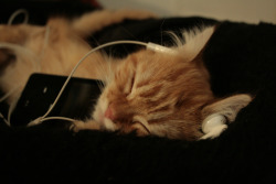 thefluffingtonpost:  Area Cat Loves NPR The Fluffington Post has learned exclusively that the local kitten pictured above is absolutely bonkers for NPR.  ”He listens to their podcasts non-stop on his iPod,” said a source close to the situation.