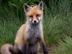 hippie-tranquility:  wild-earth:  Young Fox,