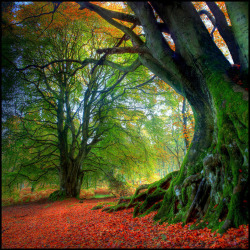 bluepueblo:  Ancient Beech Tree, Kinclaven,