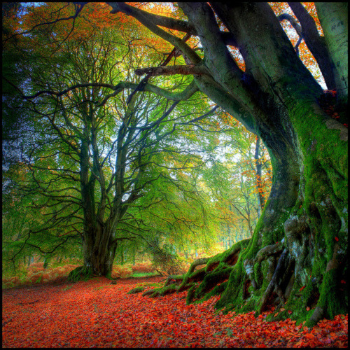bluepueblo:  Ancient Beech Tree, Kinclaven, Scotland photo by angus 