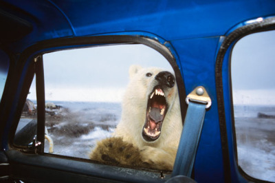 ruineshumaines:
“ Wildlife photographer Tom Leeson had a very scary face-to-face confrontation with a polar bear. The huge beast wandered up to his truck and placed its face on the passenger window while baring its teeth. The moment was captured on...