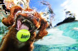 kari-shma:  Underwater Dogs  Photographer Seth