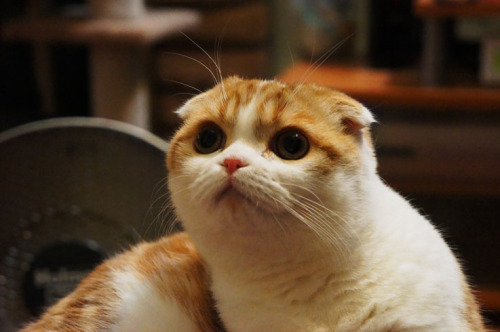 waffles-the-cat:  What’s going on? I want to know! 