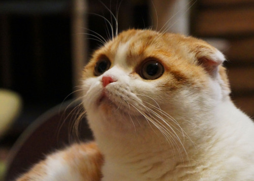 waffles-the-cat:  What’s going on? I want to know! 
