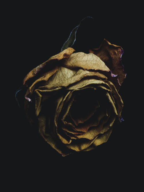 billykidd:  Decaying rose was shot by Billy Kidd. 