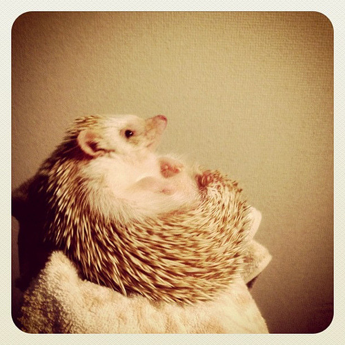 hedgieshedgieshedgies:  #hedgehog (by D’arcy the Flying Hedgehog) 