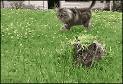 kaankalkan:  Ninja level: CAT Metal Gear