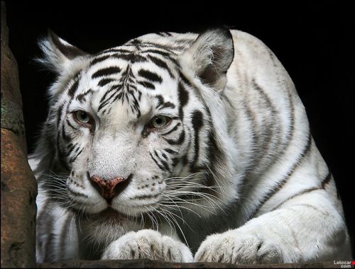 llbwwb: For my Tiger Lovers ;) by Fioletovo-cherniy