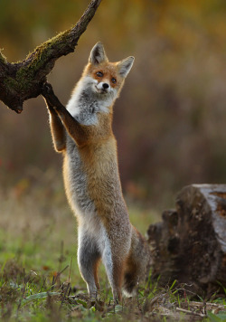 heathenwarrior:  magicalnaturetour: Fox Dance by Garbor Szerencsi :) 