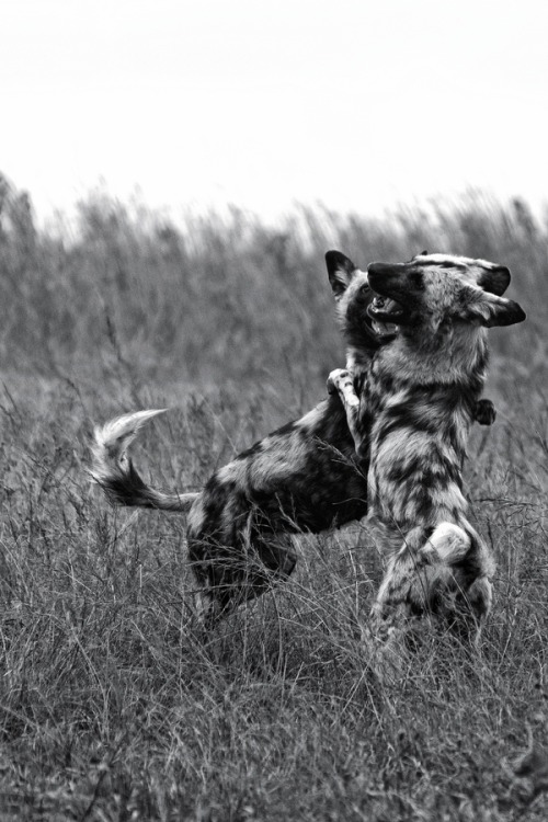 African Wild Dogs