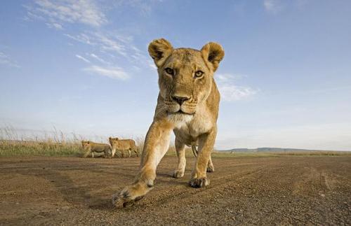 bigcatsblog:Taken by Anup and Manoj Shah at Masai Mara.