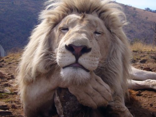 Picture with kind permission from Kevin Richardson - The Lion Whisperer