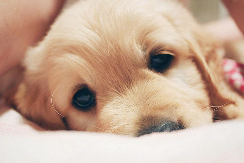 chupa-el-terrible-pico-blr:  Cochita xc