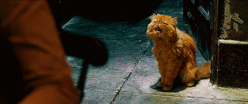 hogwarts lover