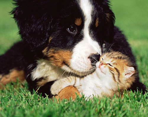 Kittens are angels with whiskers