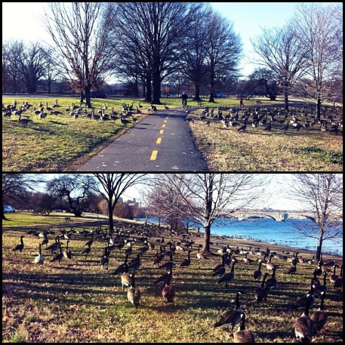 Parting the sea of geese—again. Warm weather’s messing with everyone. (2/6) #bikedc #fromwhereibike #latergram (Taken with instagram)