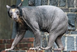 toocooltobehipster:  bald animals 