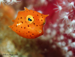 ichthyologist:  Thornyback Cowfish (Lactoria fornasini)   Image Brian Mayes 2011 