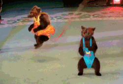 thelolgifs:  just some bears jumping rope.