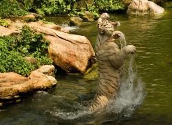 llbwwb:  Leaping white tiger ,For my Tiger Lovers ;) by  Alec Ee @ photo.net